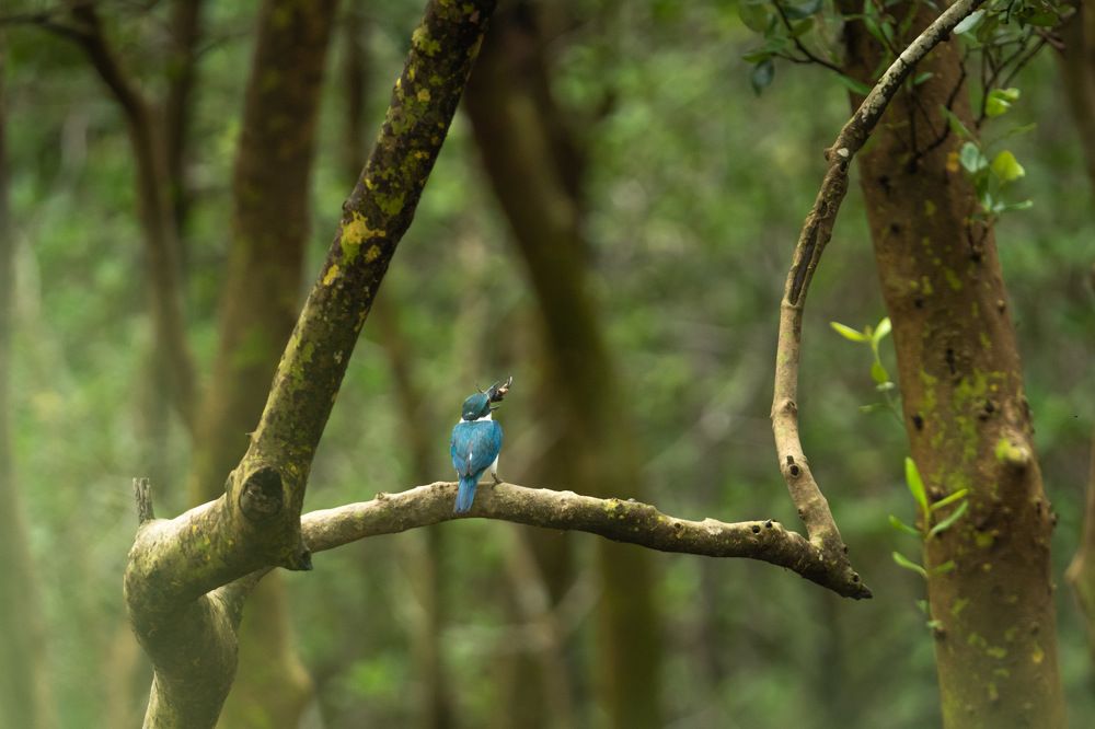 Photograph by Taraknath Karmakar