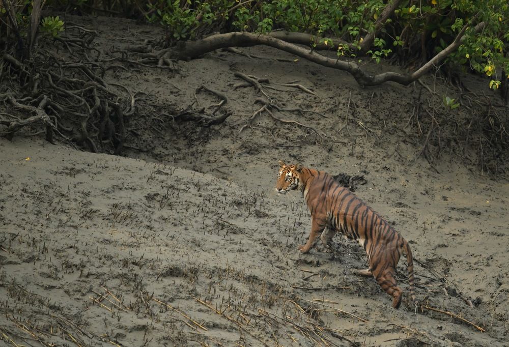Photograph by Taraknath Karmakar