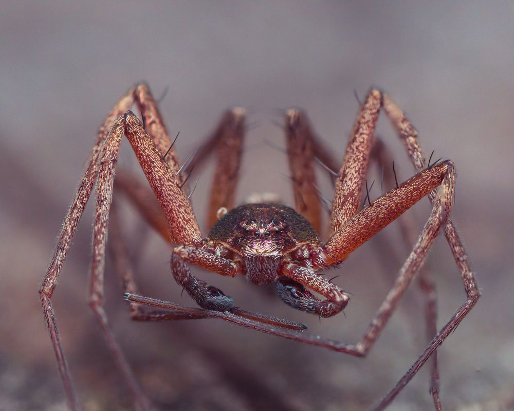 Crab spider, philodromidae.