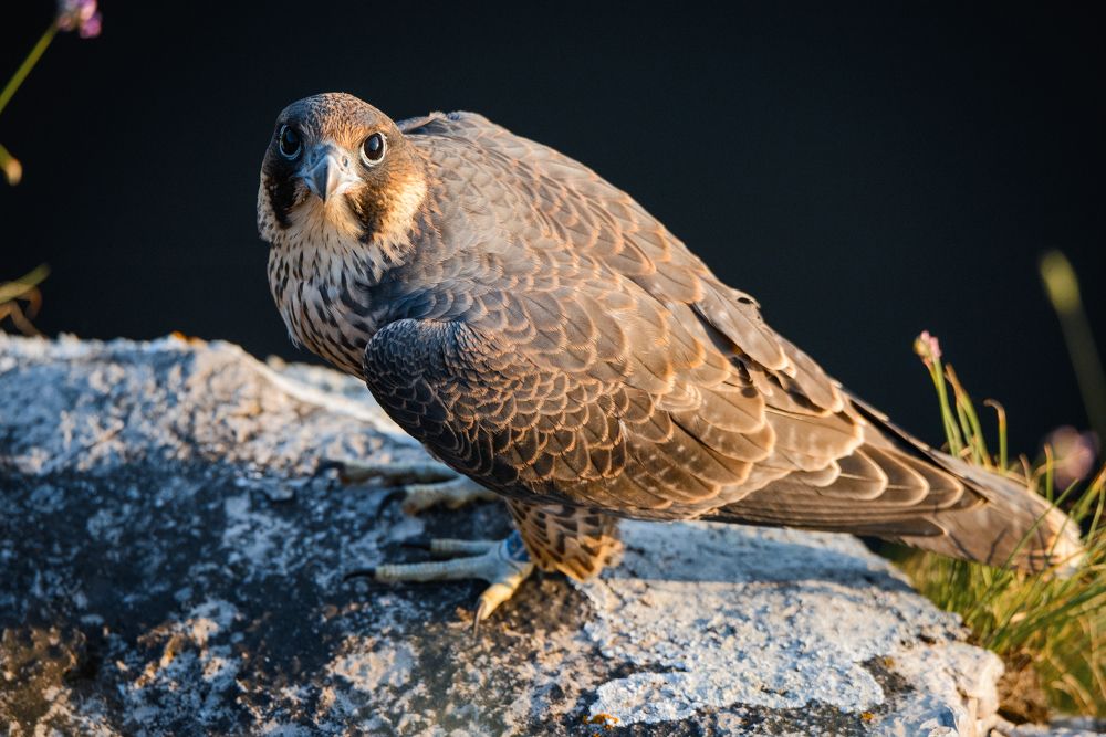 Photograph by Максим Маркин