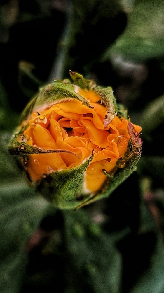 Photograph by Маханта Абхиджит