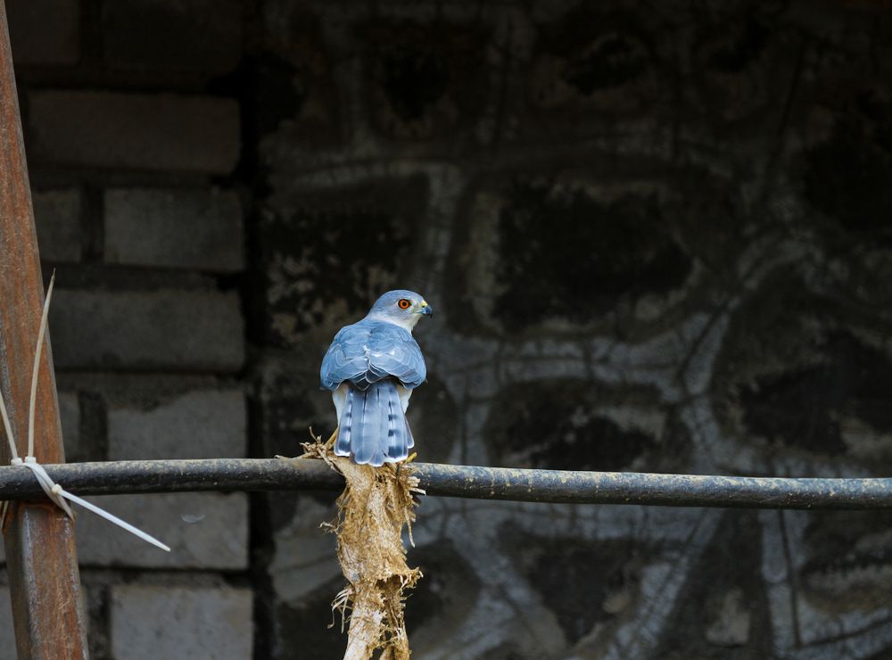 Фотография автора Pratik Chavan