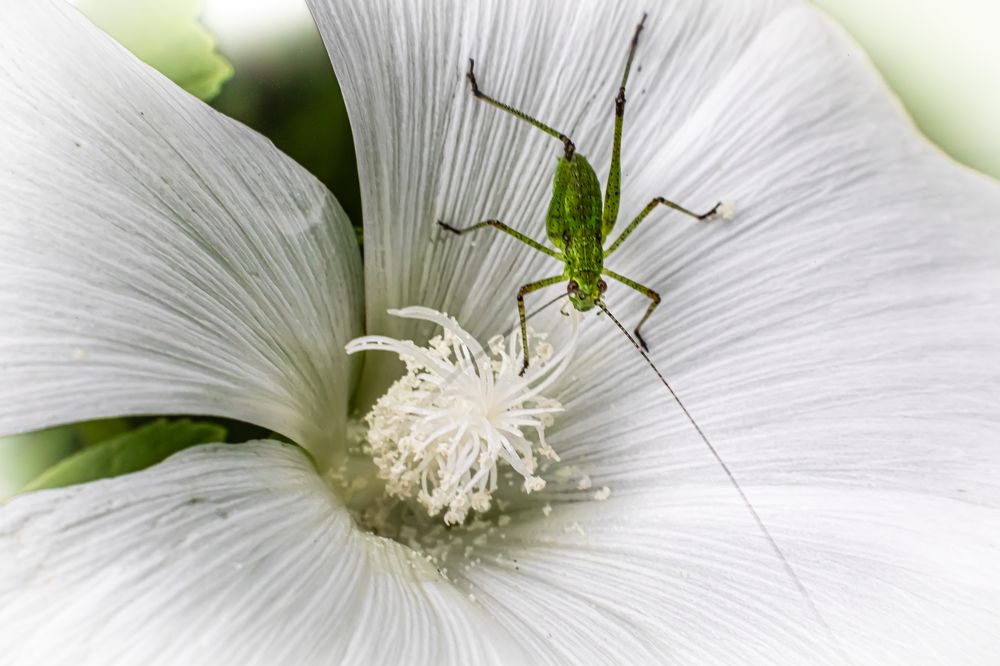 Фотография автора Michel PACHOT