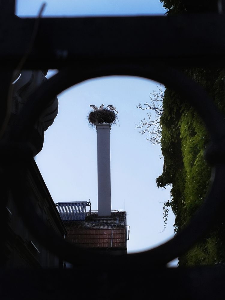 Фотография автора JELENA VASIC