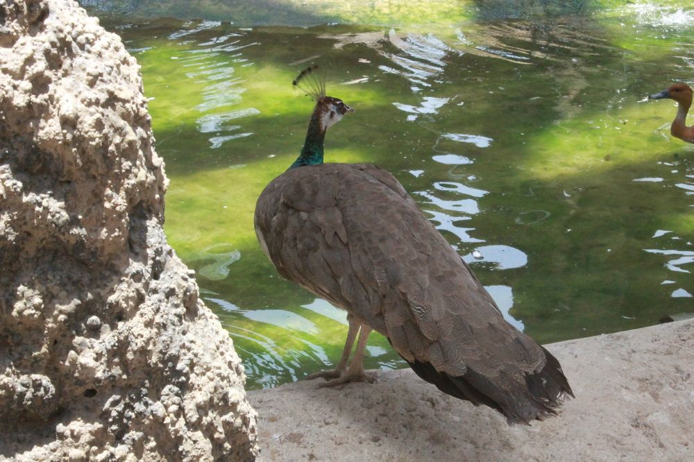 Photograph by Waleed Yousuf Alwahaibi