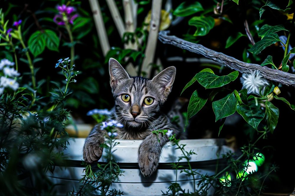 Photograph by Rohit Kumar