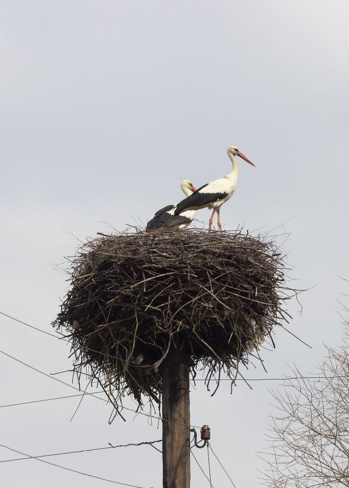 Photograph by Светлана Зайкова
