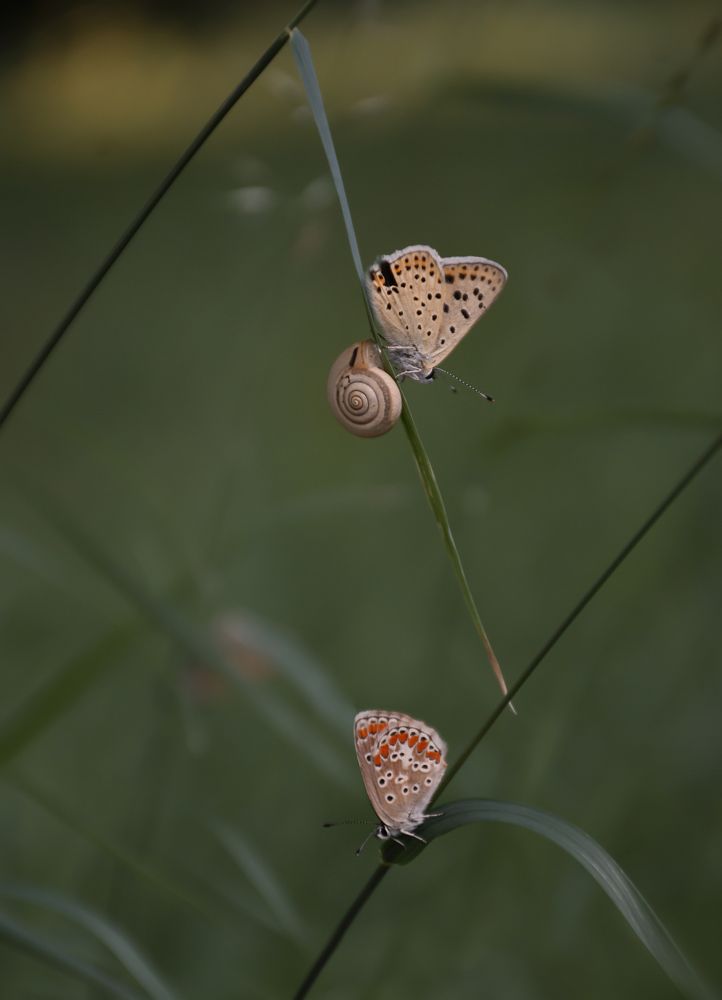 Photograph by Наталья Быстрая