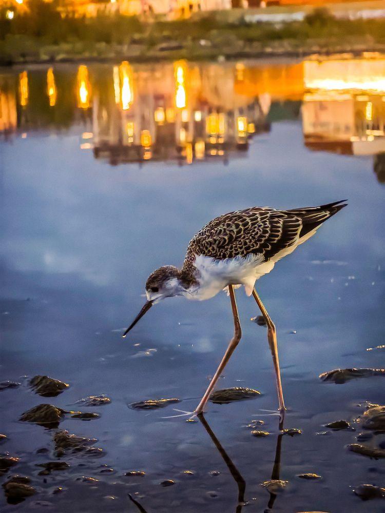 Photograph by Евгений Симион