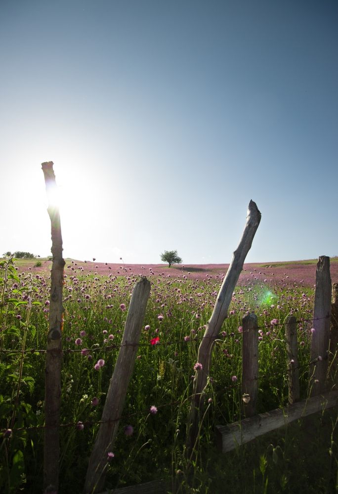 Photograph by Rastin Haghighi