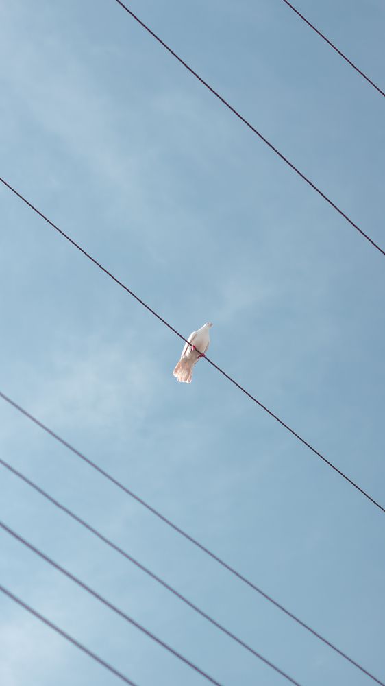 Photograph by Rastin Haghighi