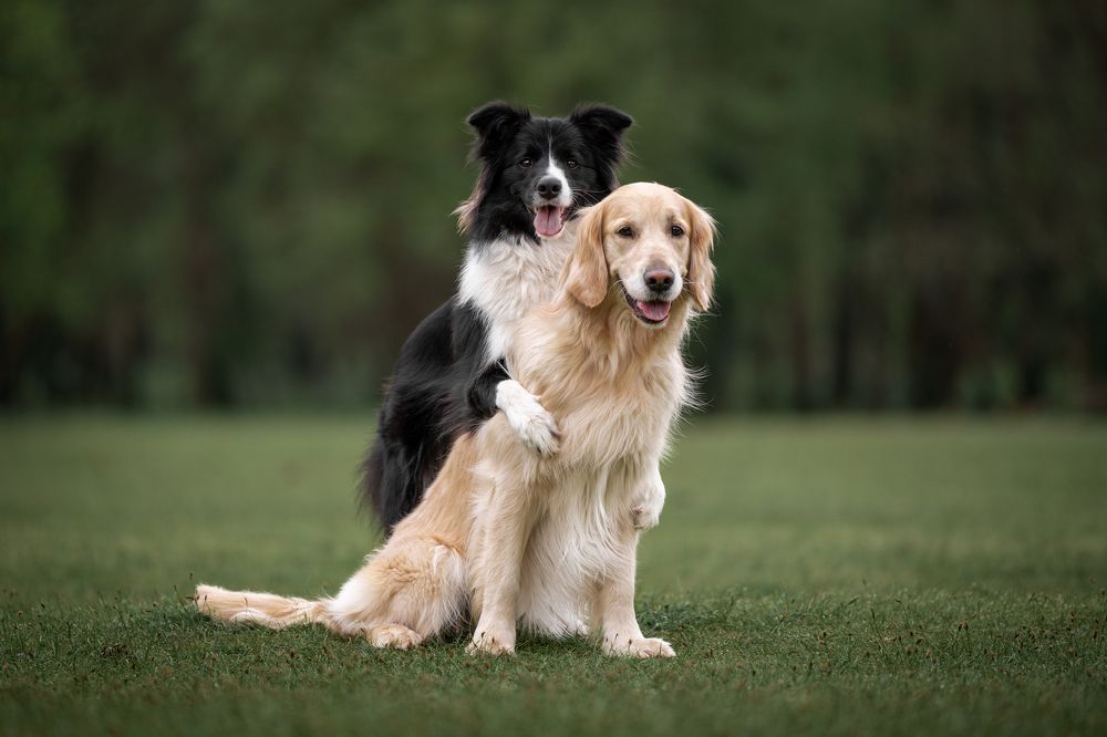 Photograph by Krisztián Csalami