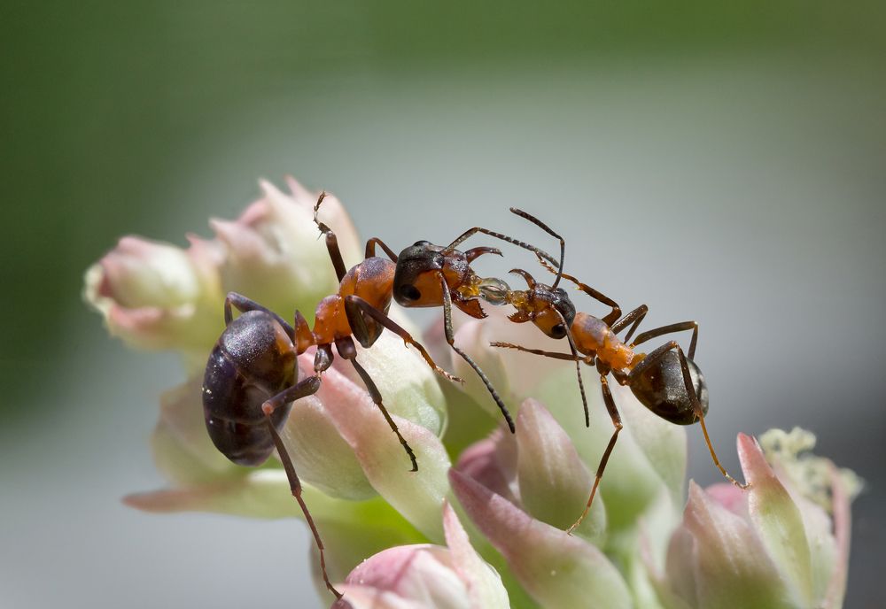 Покорми меня