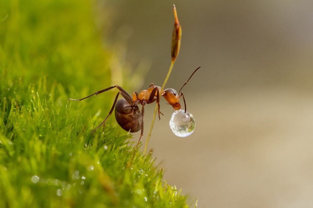 Photograph by Koledova Irina