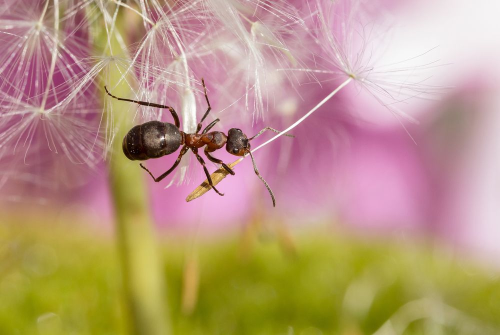 Photograph by Koledova Irina