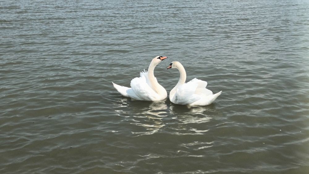 Лебеди. Брачный танец
