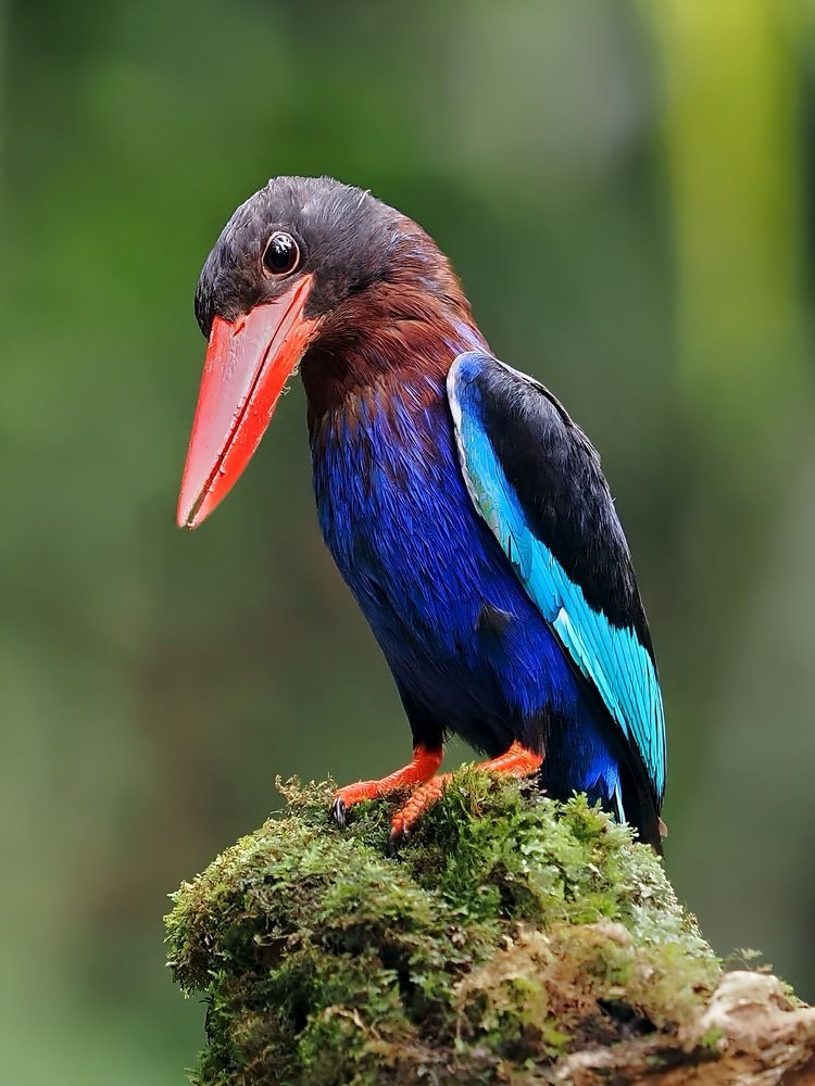 Photograph by Asa Satria Said