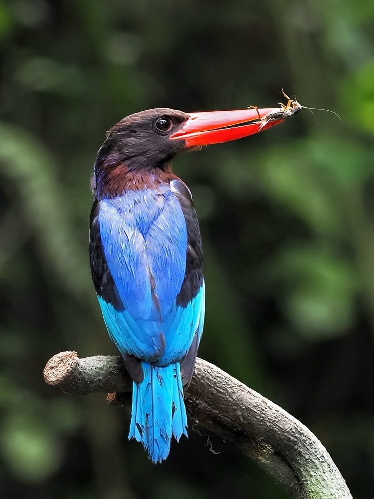 Photograph by Asa Satria Said