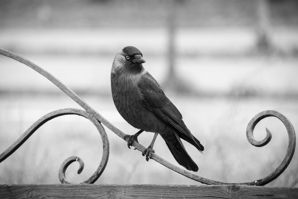 Photograph by Белевитин Михаил