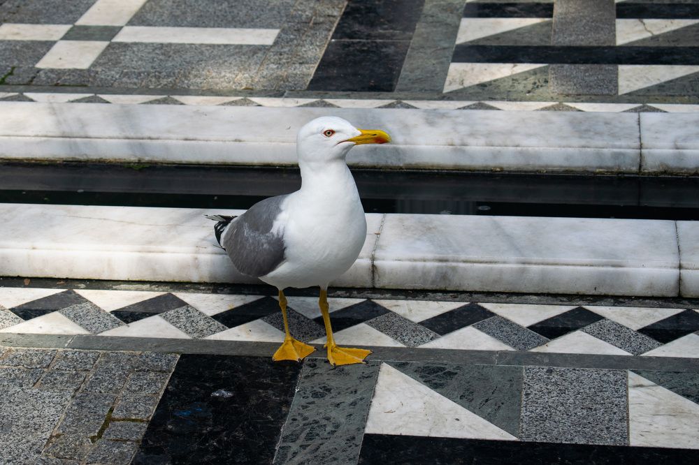 Photograph by Наталья Зверева