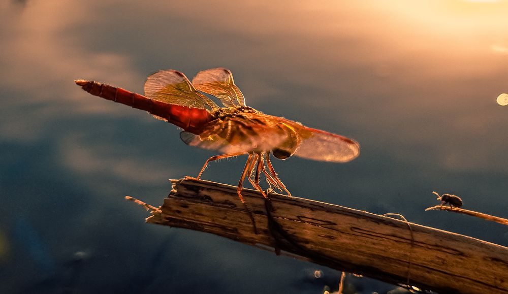 Photograph by Ankit Bhattacherjee