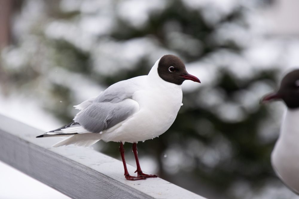 Photograph by Наталья Зверева