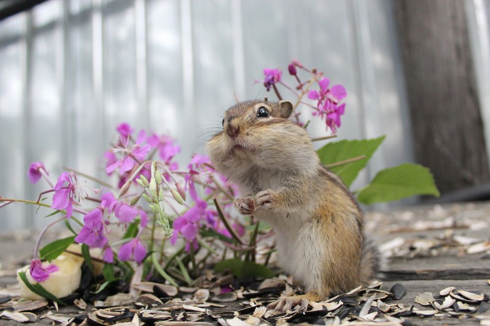 Photograph by Михаил Мархинин