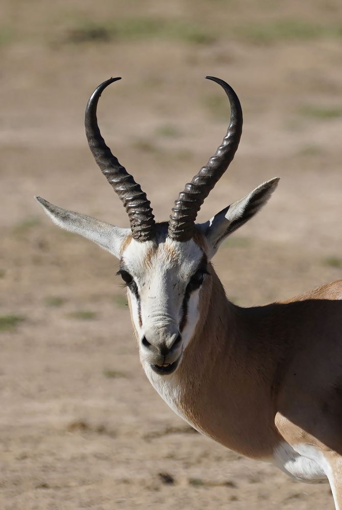 Photograph by Raed Victor Saad