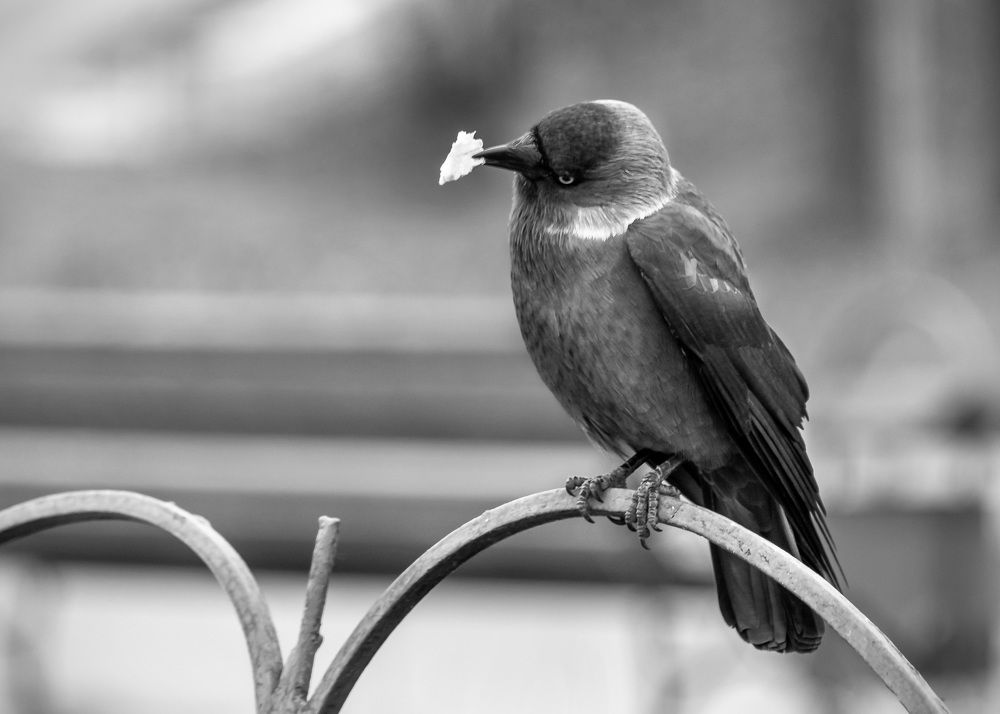 Photograph by Белевитин Михаил