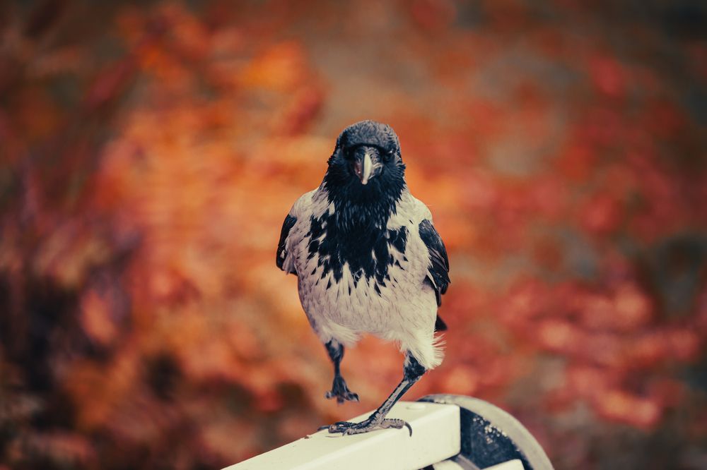 Photograph by Алексей Еремеев