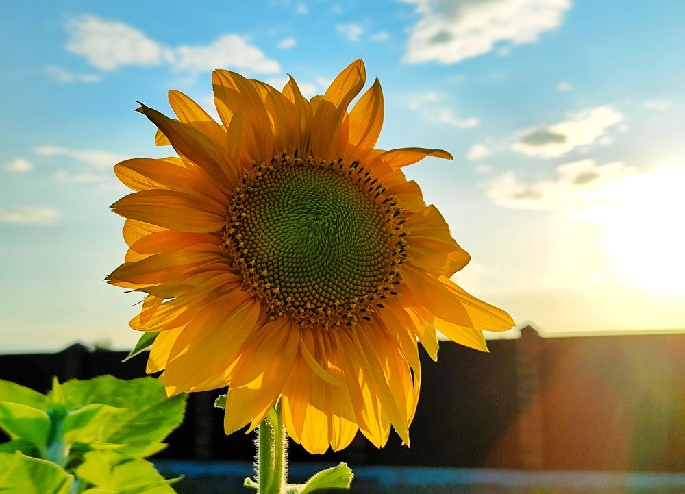 Цветок солнца