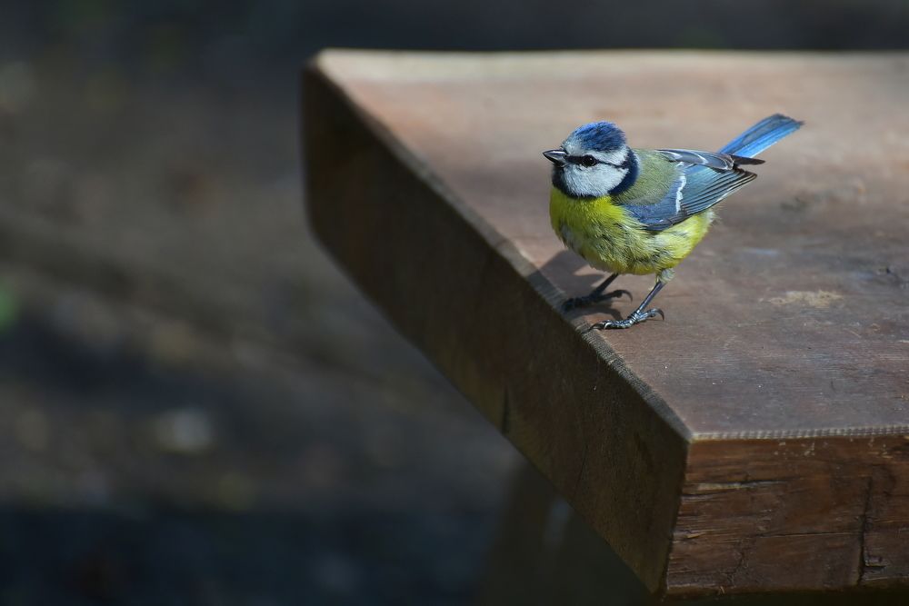 Photograph by Игорь Корнейчук