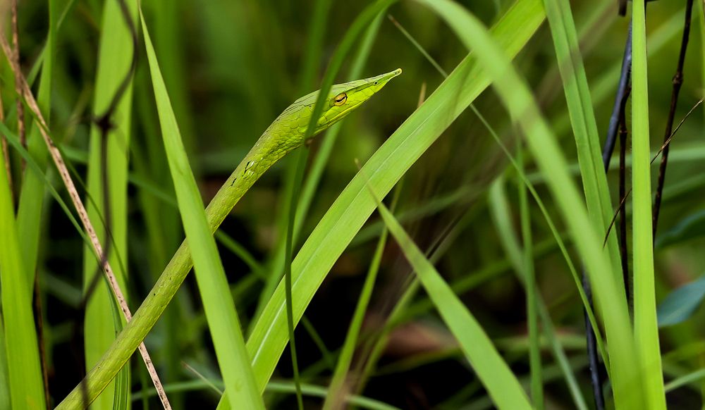 Camouflaged in Green!