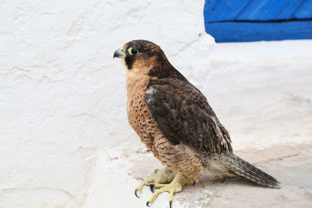 Photograph by Владимир Говоров