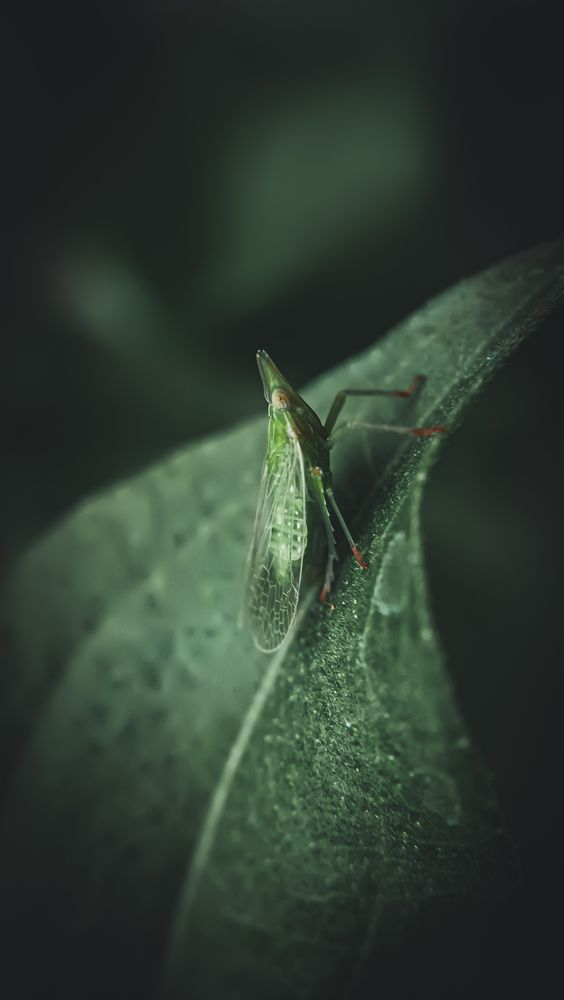 Вечерняя тишина