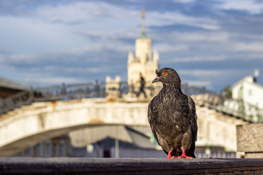 Photograph by Роман Якута