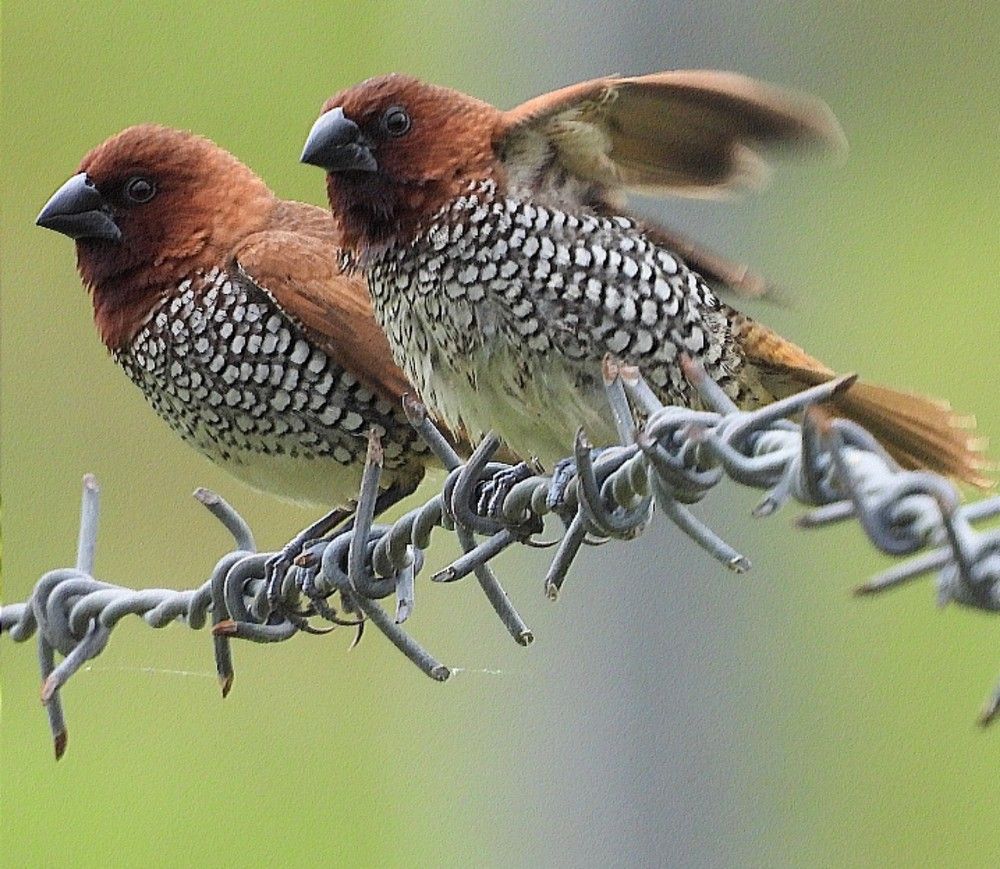 Scaly breasted munia