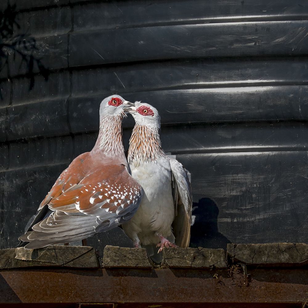 Photograph by LOKANATH MUDA