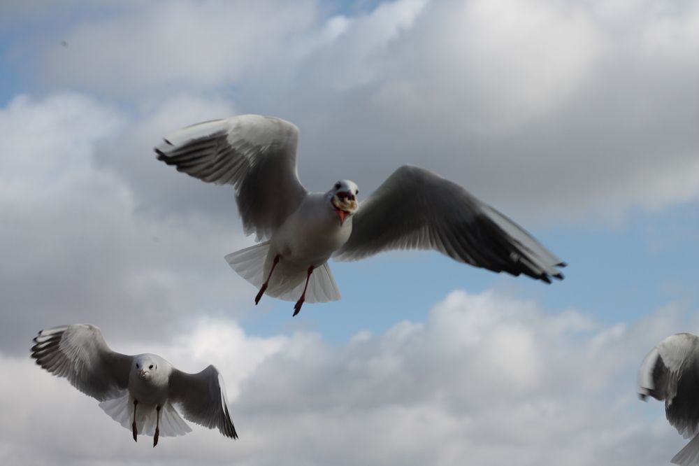 Фотография автора Кристина Альшанская