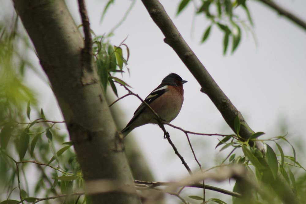 Фотография автора Кристина Альшанская