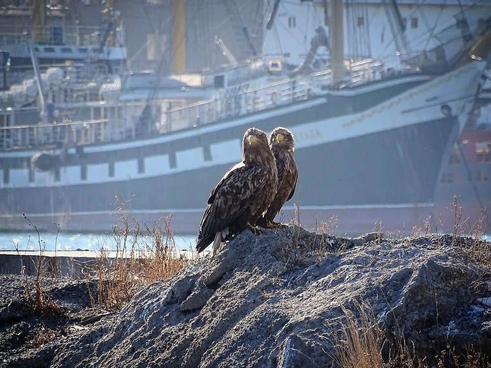 Дружная парочка.