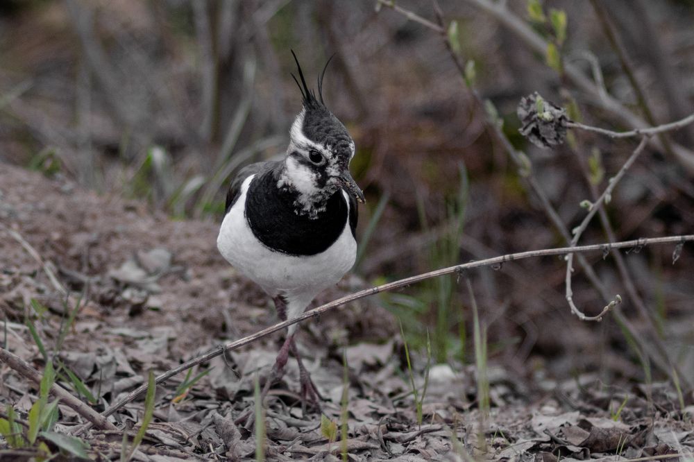 Photograph by Ксения Незговорова