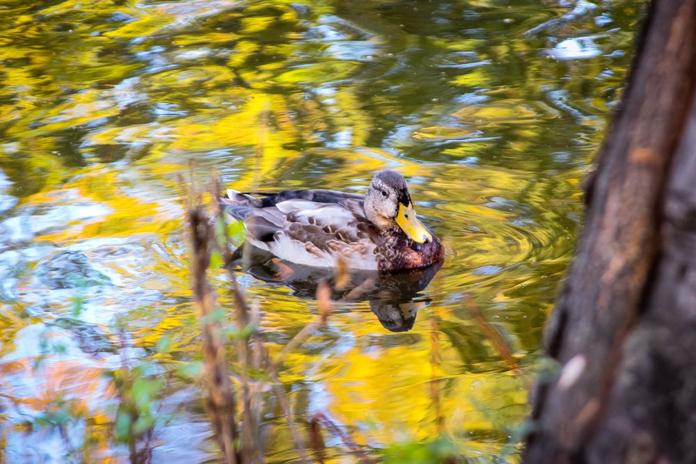 Осенний пруд