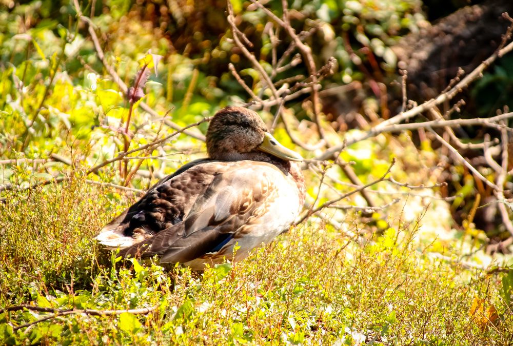 В Петровском парке, Елец.