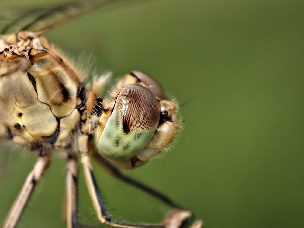 Photograph by Kate Maximenko