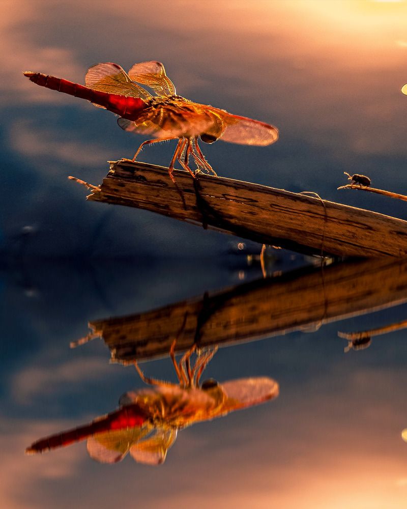 Nature's artistry in Golden hour