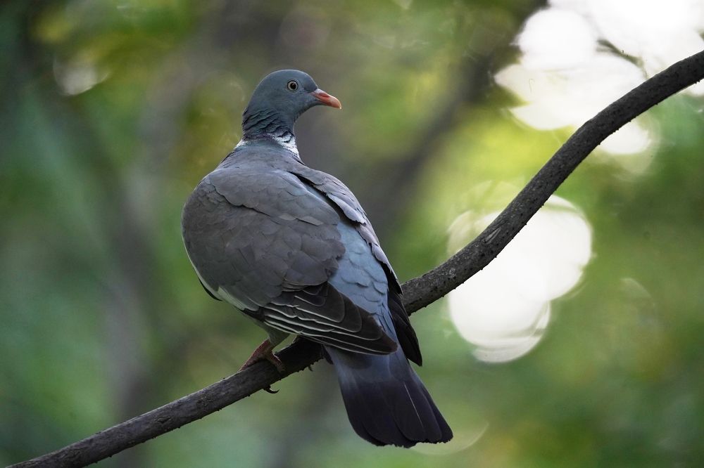 Фотография автора Соколов Владимир