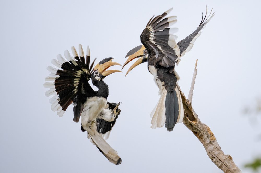 “Sky Warriors: Hornbills Engage in a Fierce Aerial Showdown”