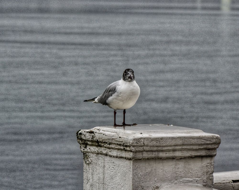 Photograph by Василиса Прекрасная