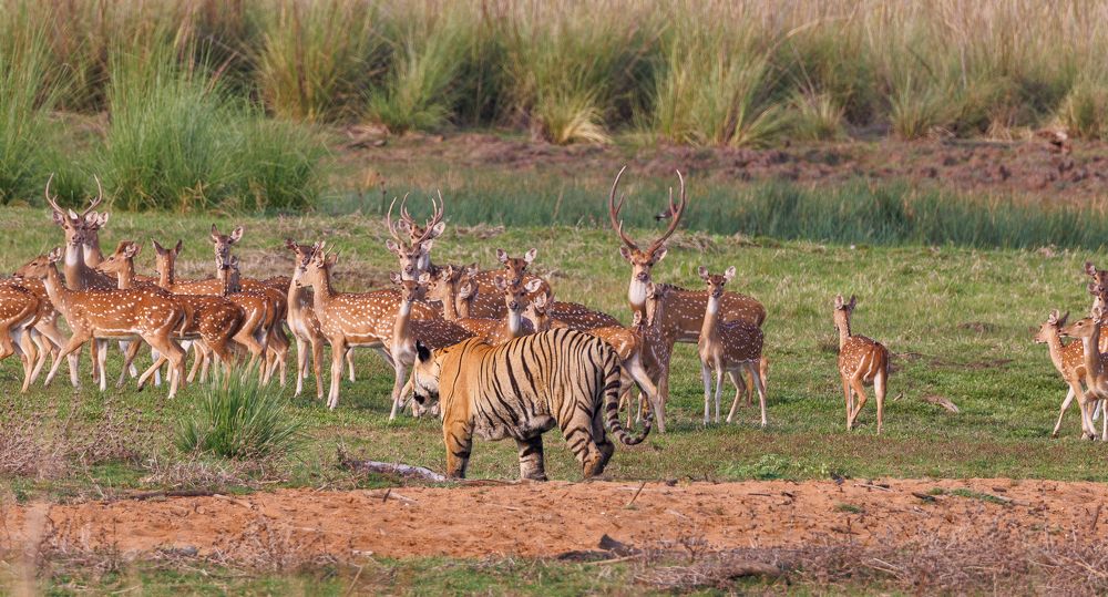 Фотография автора Viraj Kale